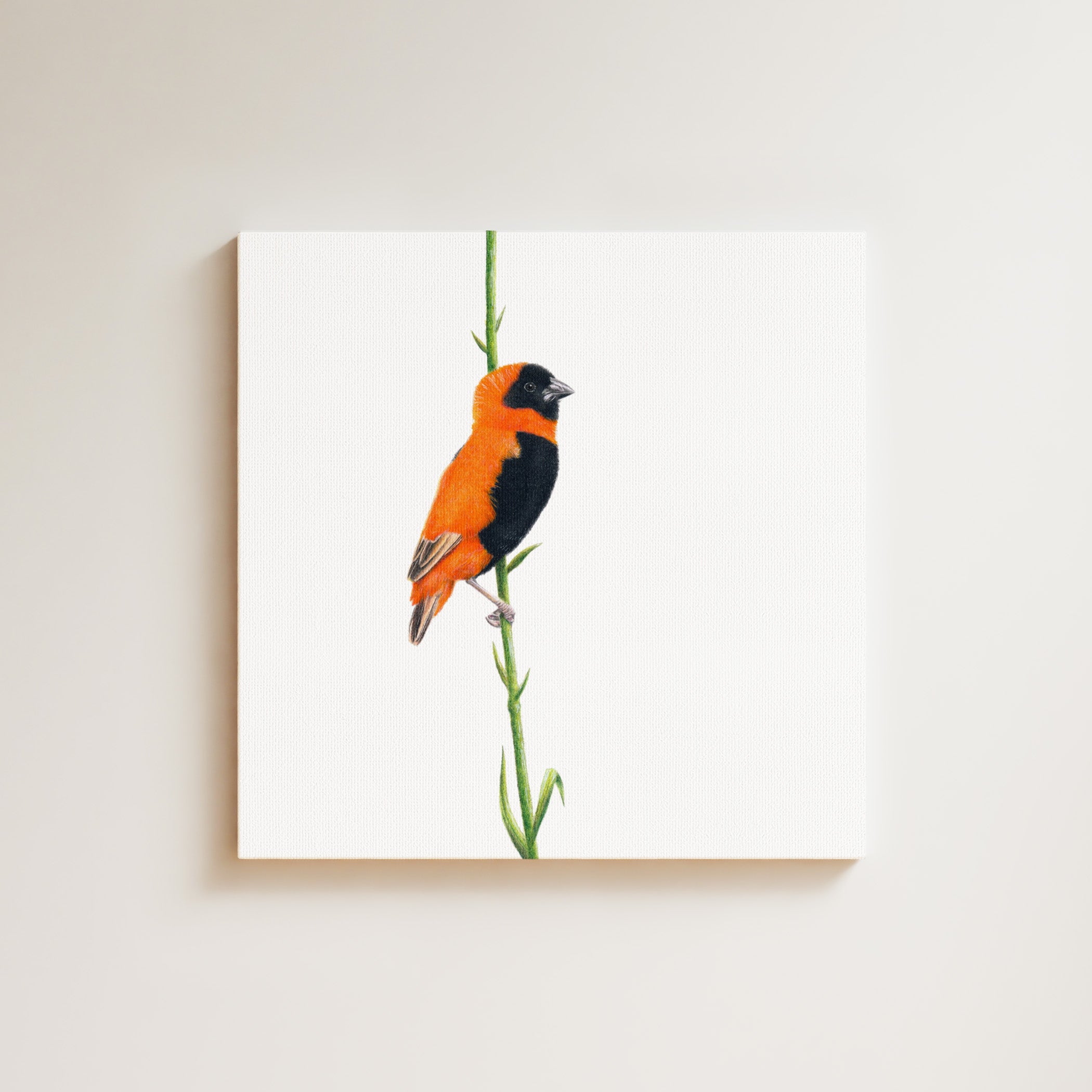 Southern Red Bishop drawing on canvas by South African wildlife artist Matthew Bell