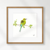 Swallow Tailed Bee Eater - STBE1