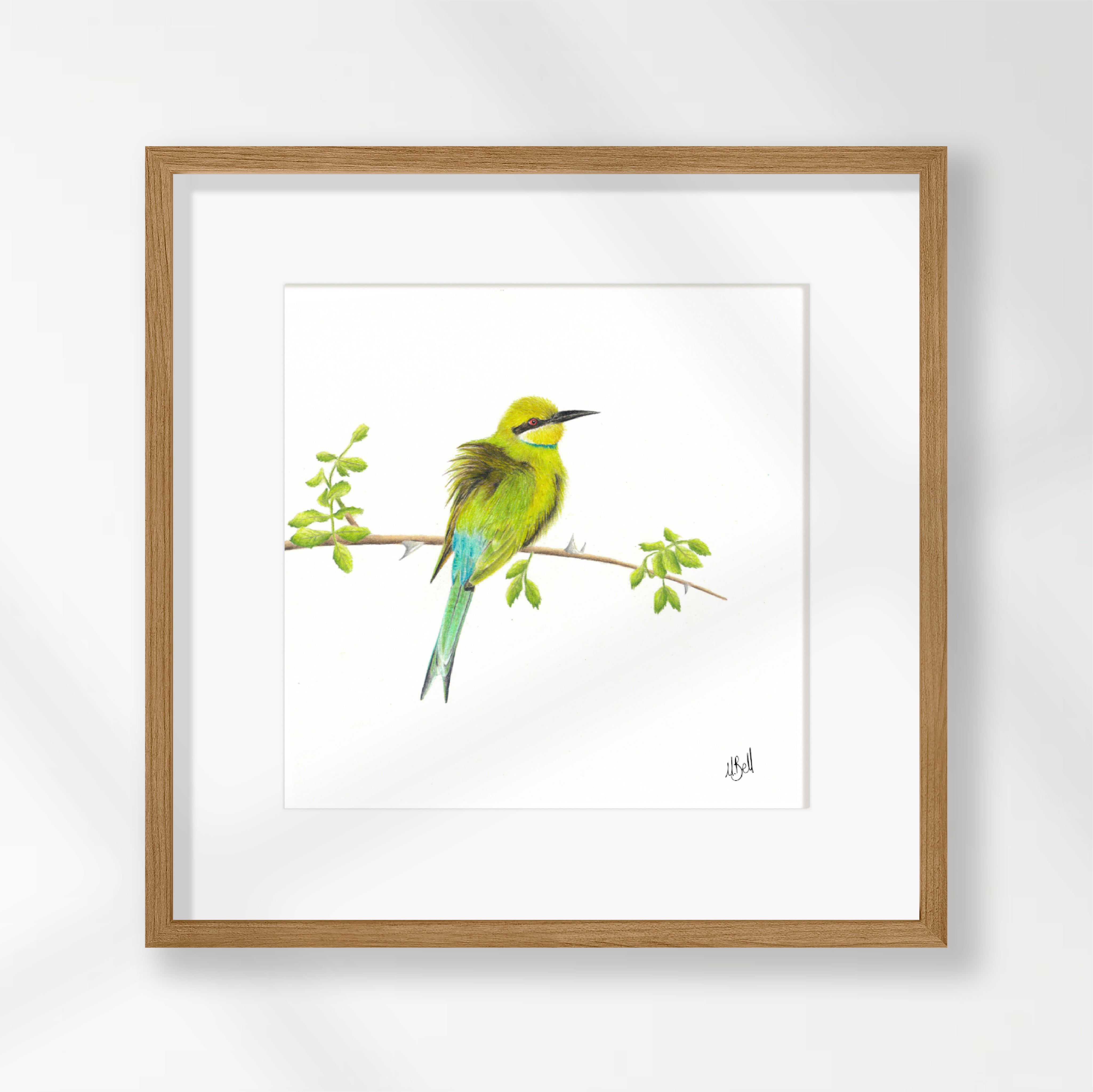 Swallow Tailed Bee Eater - STBE1