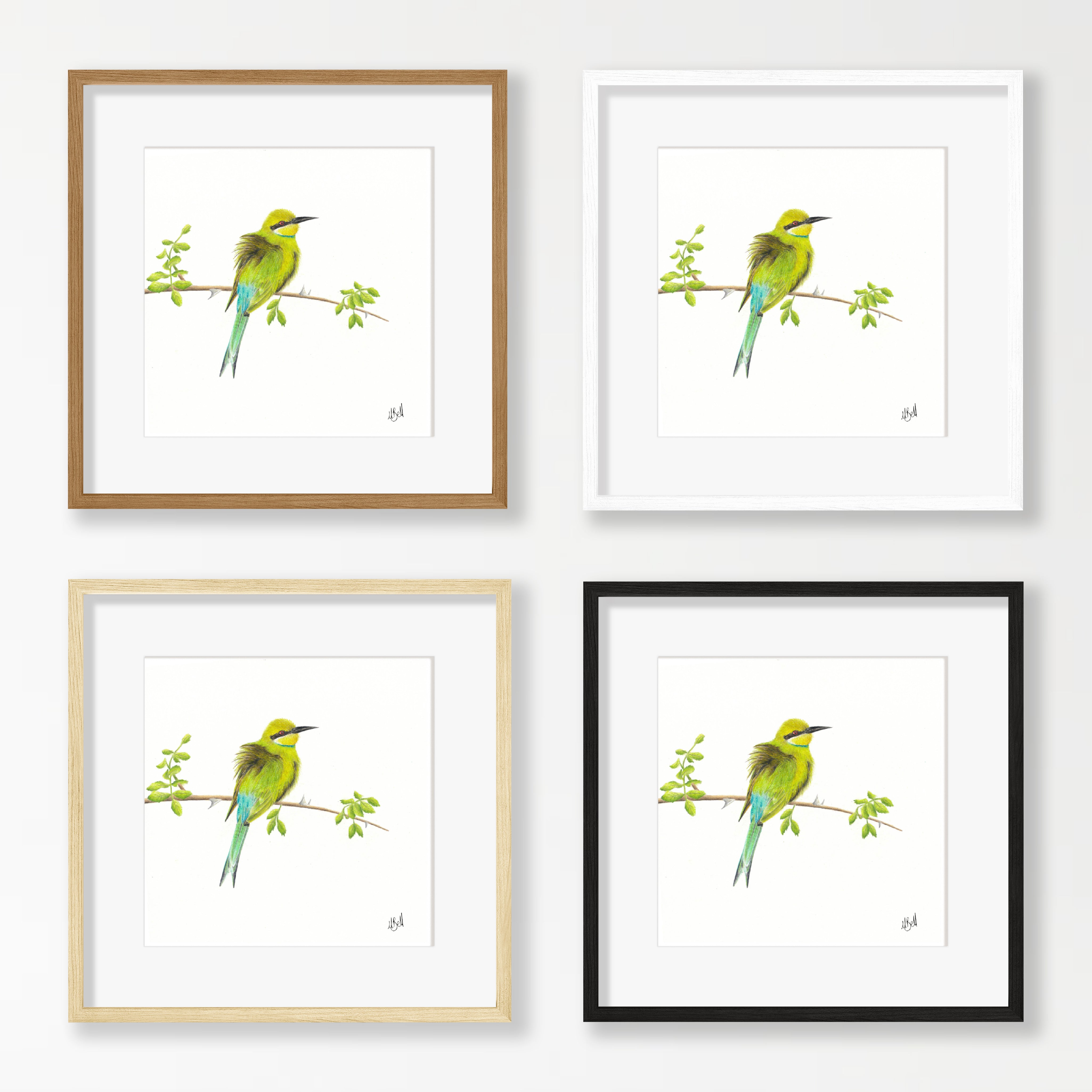 Swallow Tailed Bee Eater - STBE1