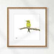 Swallow Tailed Bee Eater - STBE2
