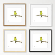 Swallow Tailed Bee Eater - STBE2