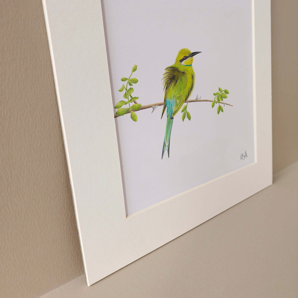 Swallow Tailed Bee Eater original South African pencil artwork