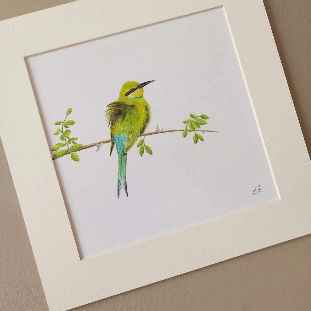 Swallow Tailed Bee Eater original South African pencil artwork