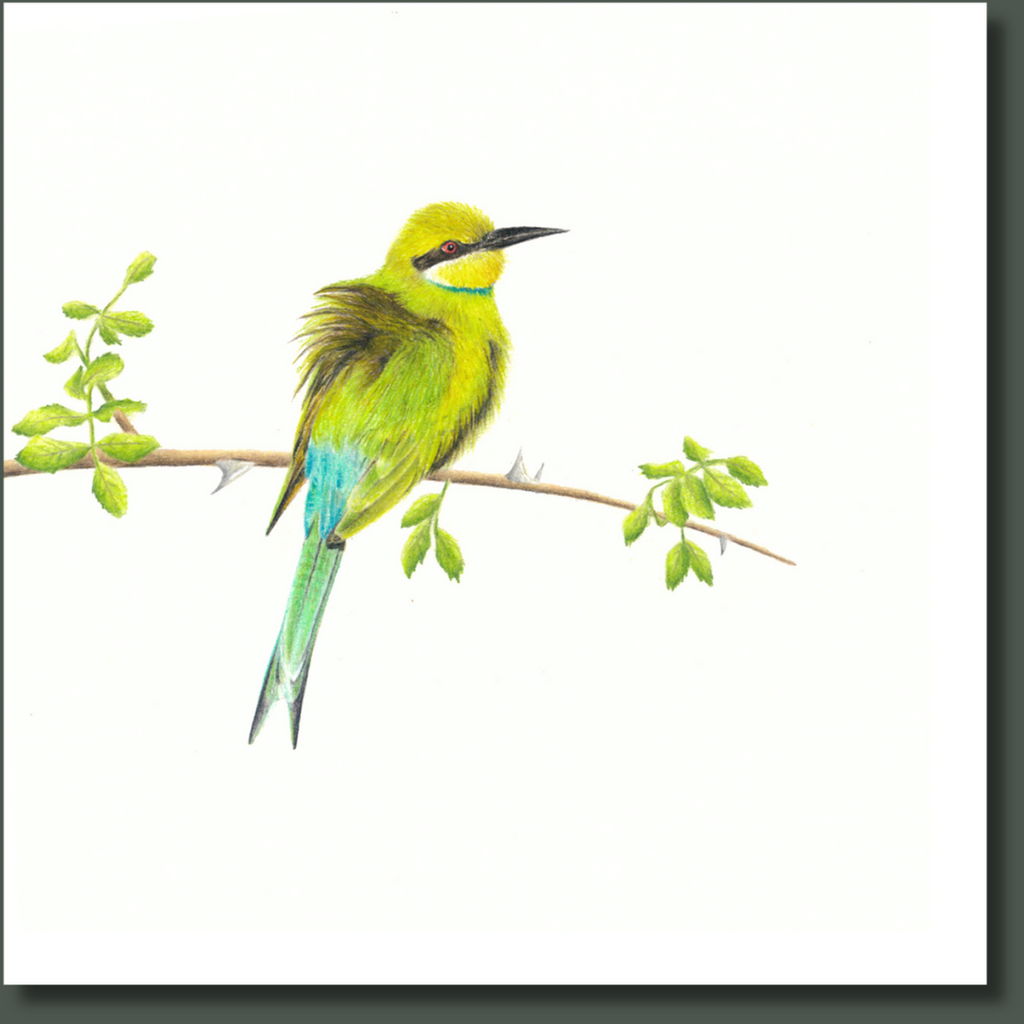 South African bird artwork on canvas, stretched on wooden frame by wildlife artist Matthew Bell of a Swallow Tailed Bee Eater