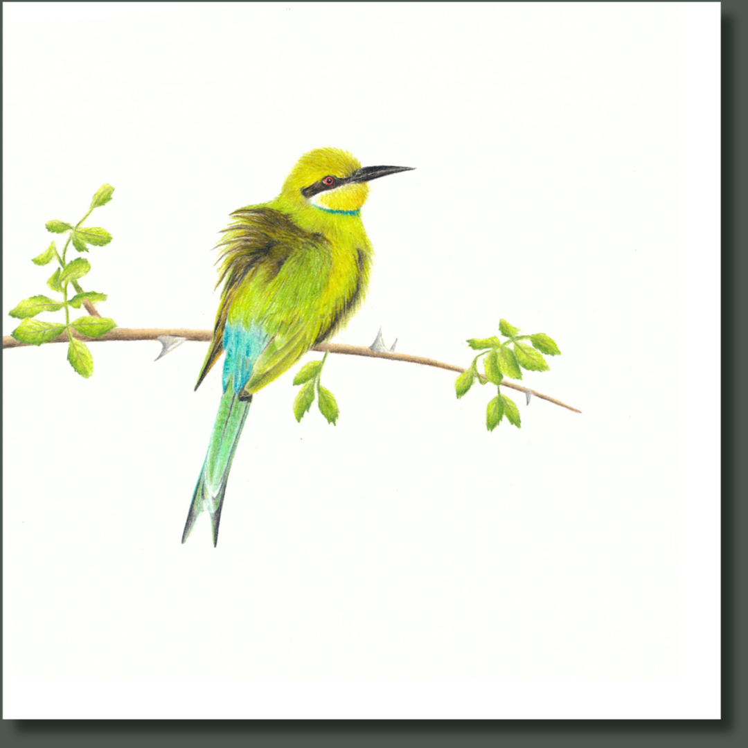 Swallow Tailed Bee Eater (STBE) on Canvas