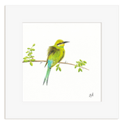 Swallow Tailed Bee Eater - STBE1
