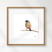Swee Waxbill - SWX