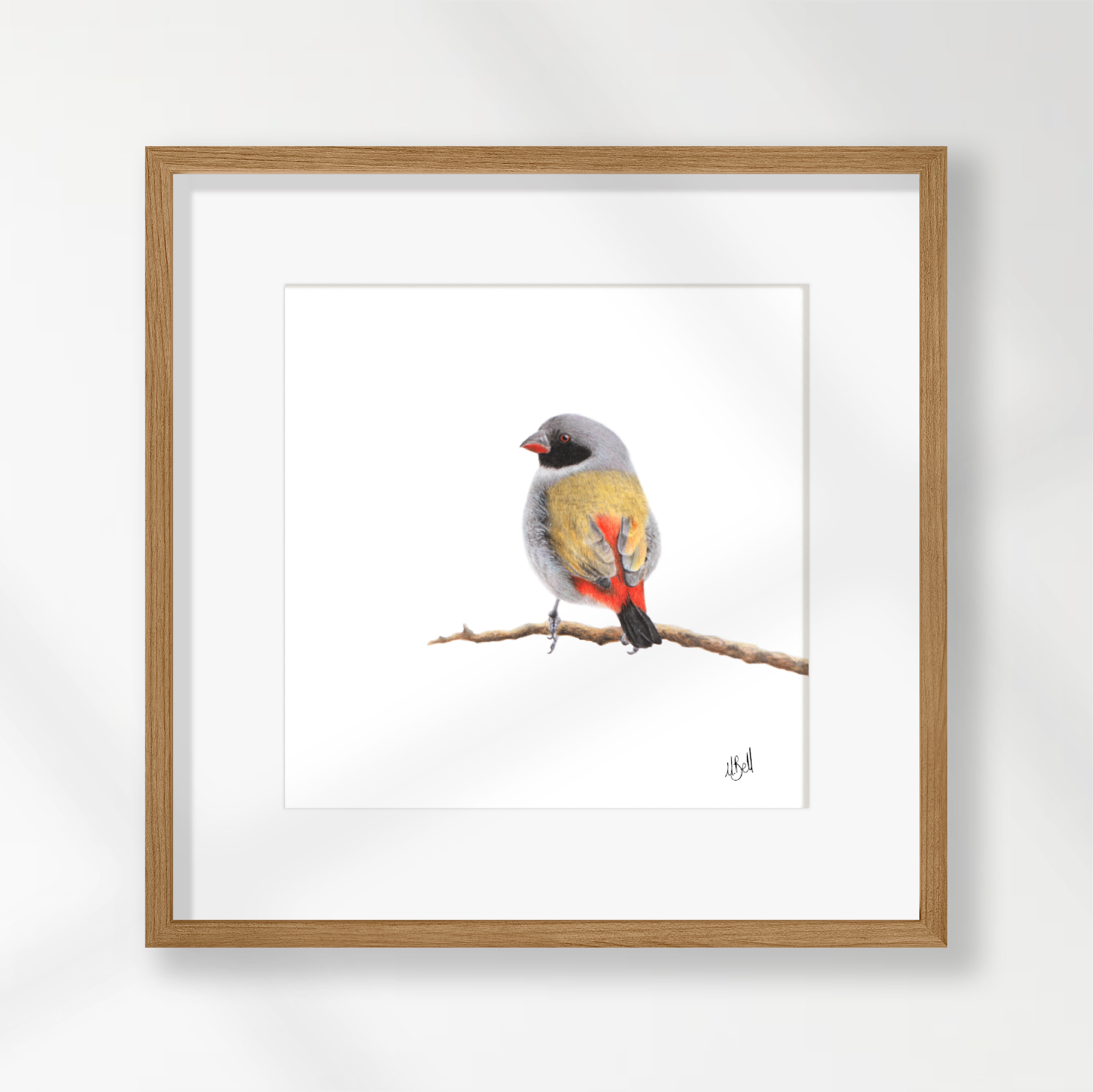 Swee Waxbill - SWX
