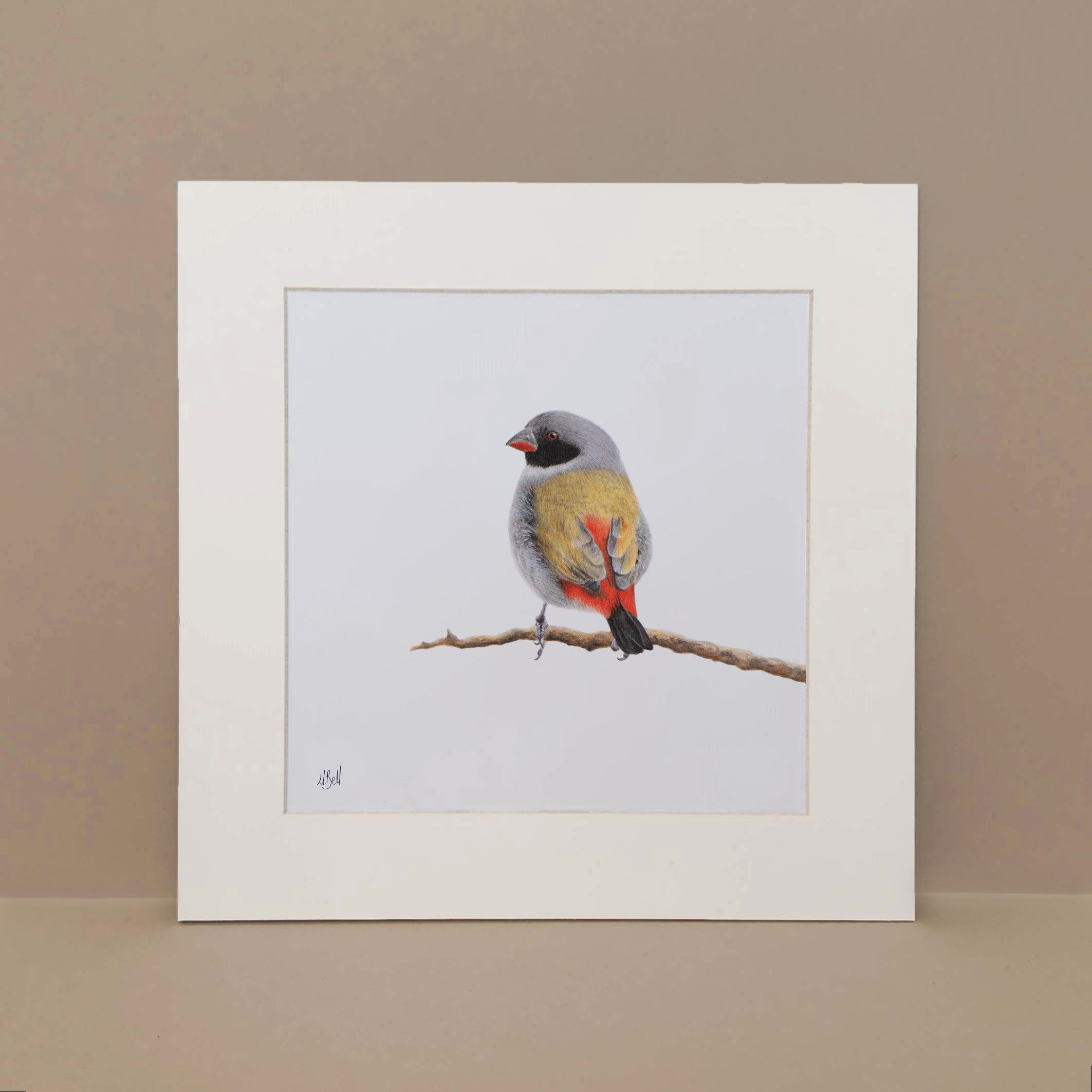 Swee Waxbill bird artwork pencil drawing by wildlife artist Matthew Bell