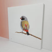 Swee Waxbill bird artwork printed on high quality cotton canvas by wildlife artist Matthew Bell