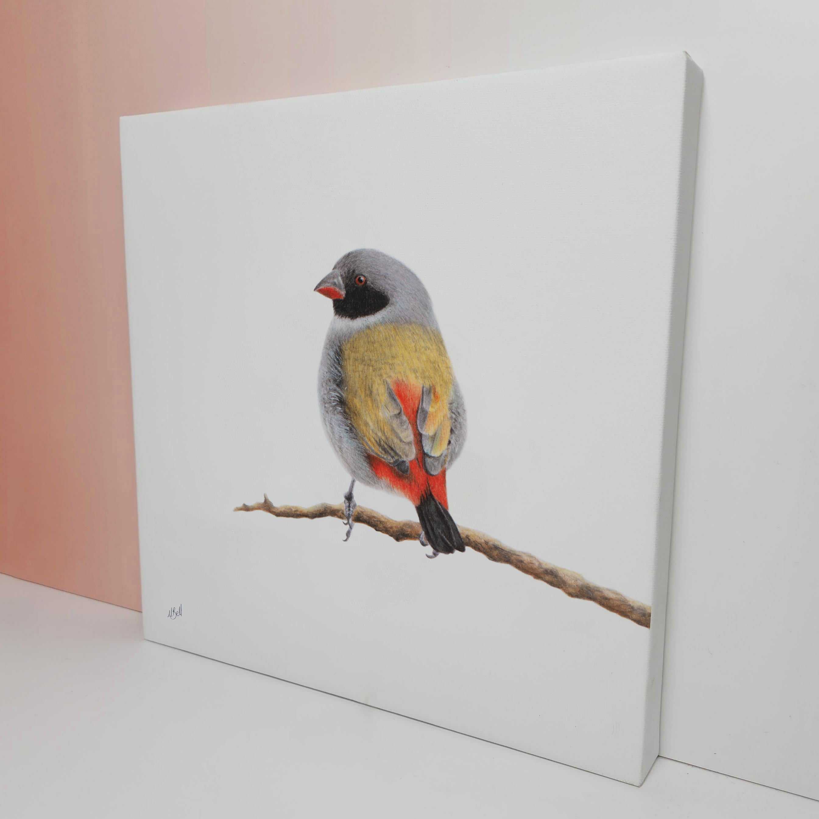 Swee Waxbill bird artwork printed on high quality cotton canvas by wildlife artist Matthew Bell