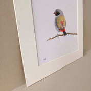 Swee Waxbill bird artwork pencil drawing by wildlife artist Matthew Bell