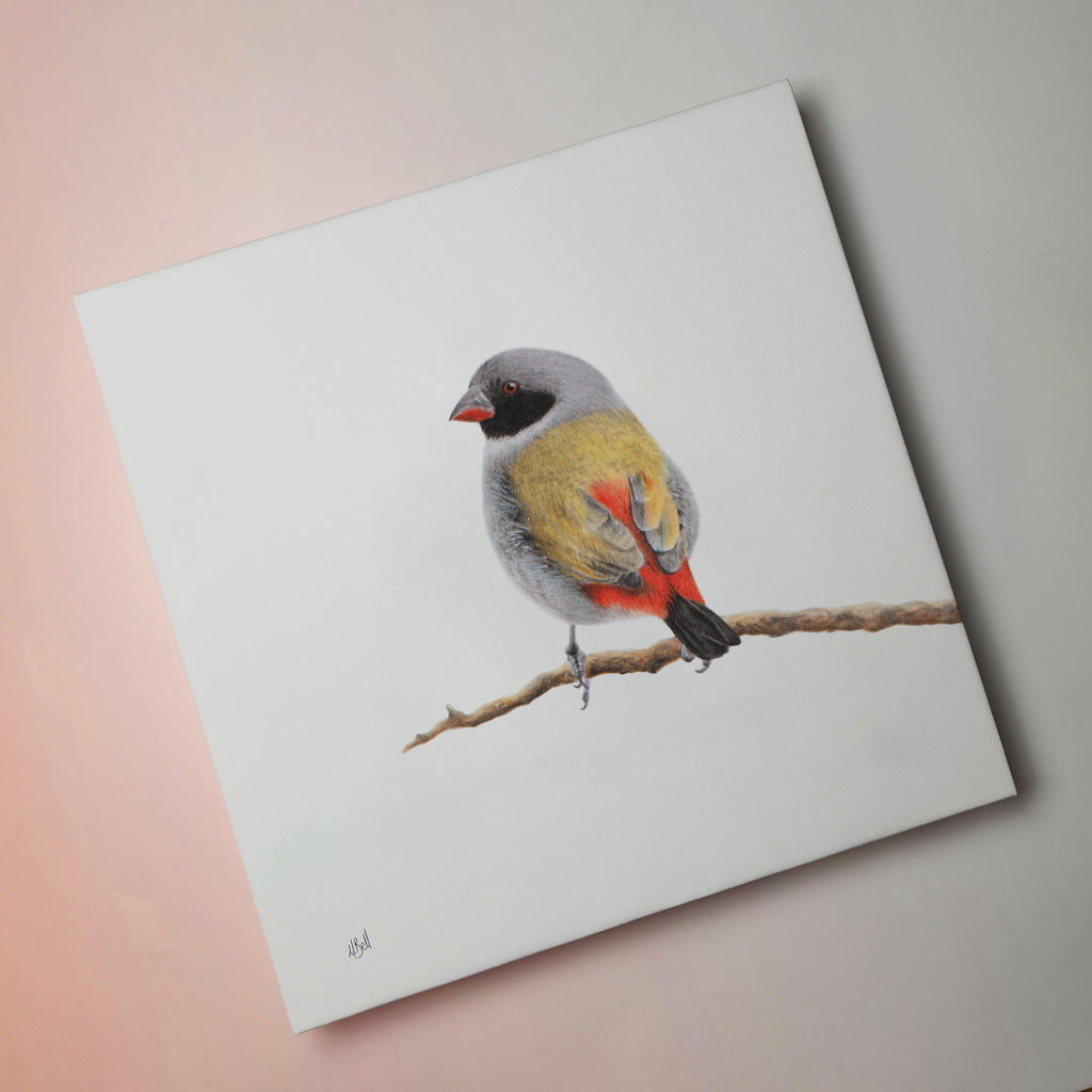 Swee Waxbill bird artwork printed on high quality cotton canvas by wildlife artist Matthew Bell