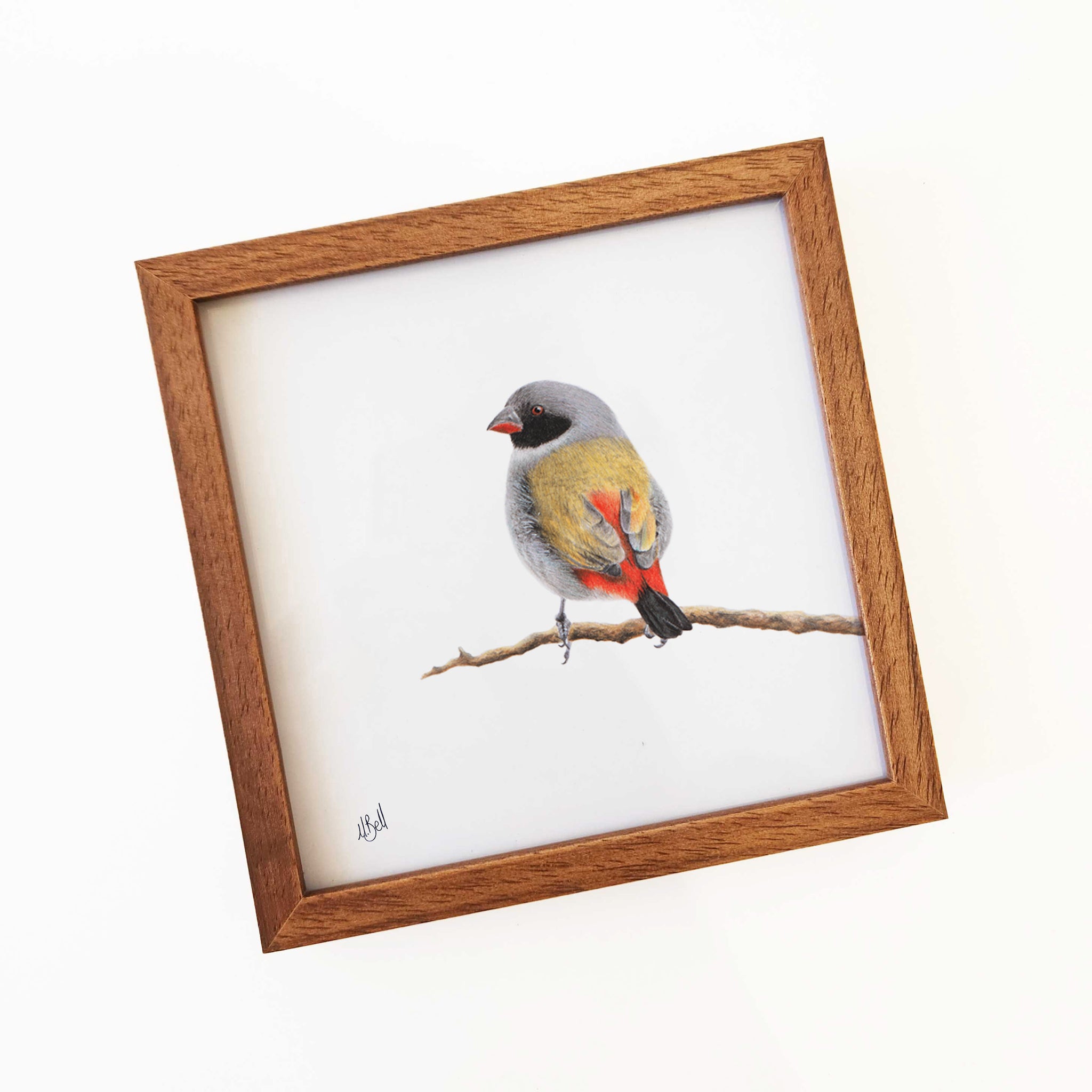 Swee Waxbill South African bird kiaat wood framed bird artwork