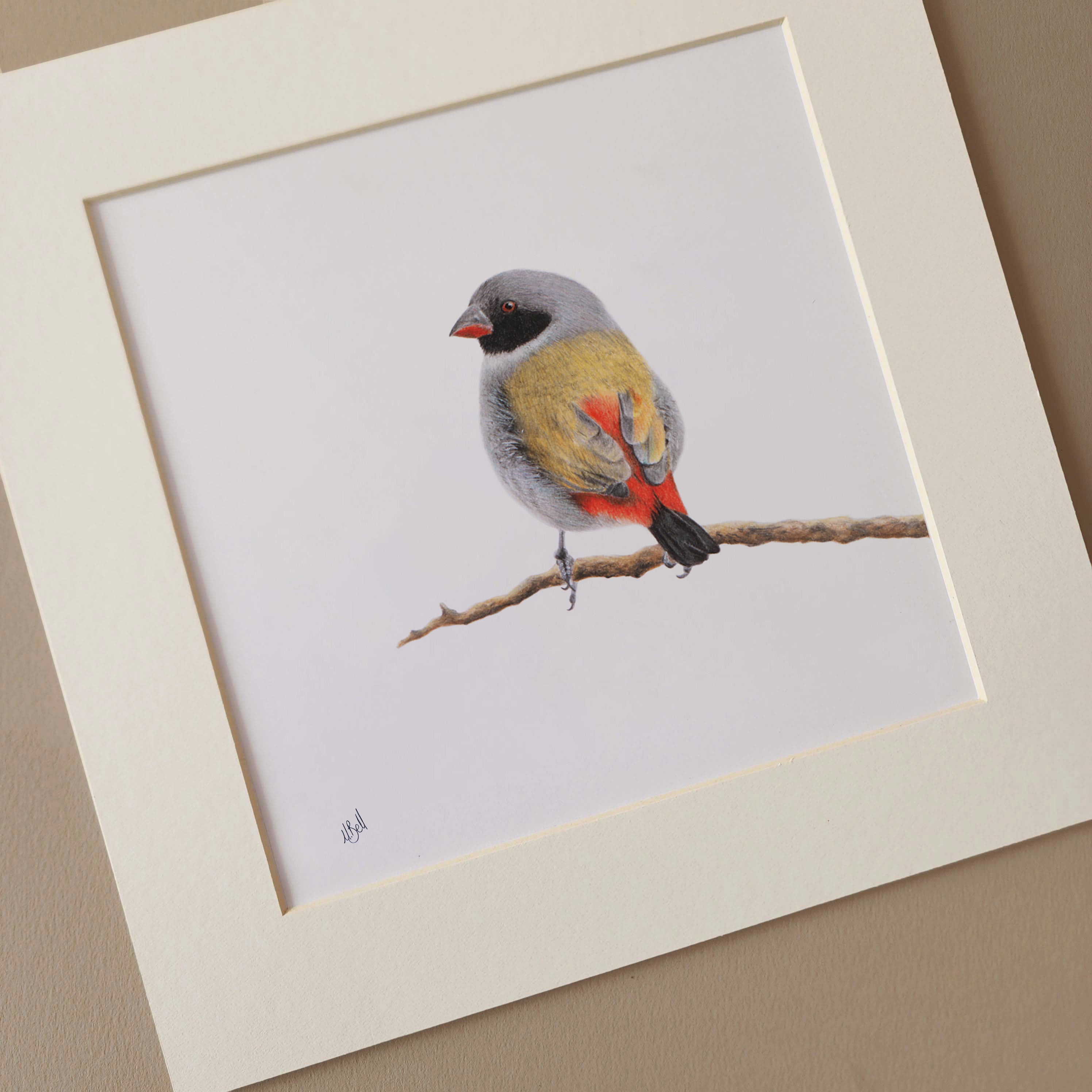 Swee Waxbill bird artwork pencil drawing by wildlife artist Matthew Bell