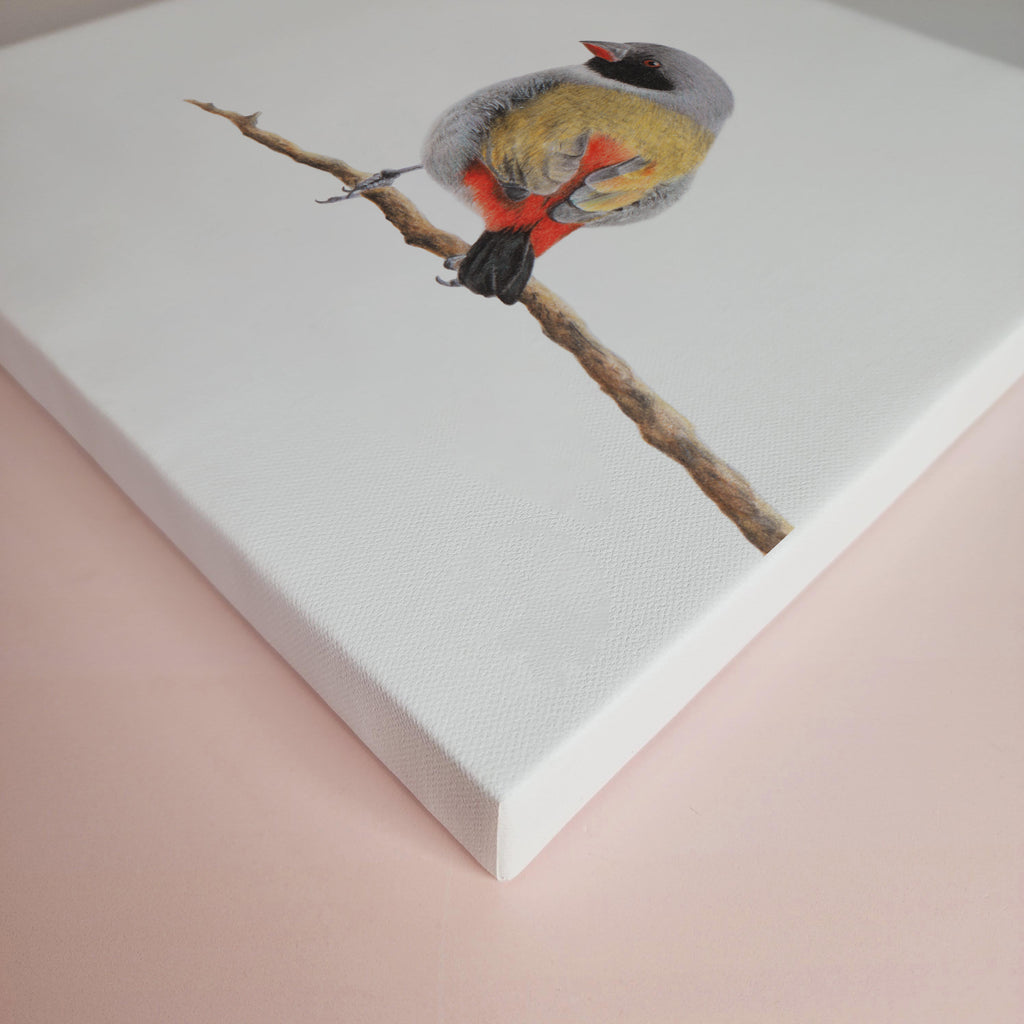 Swee Waxbill bird artwork printed on high quality cotton canvas by wildlife artist Matthew Bell