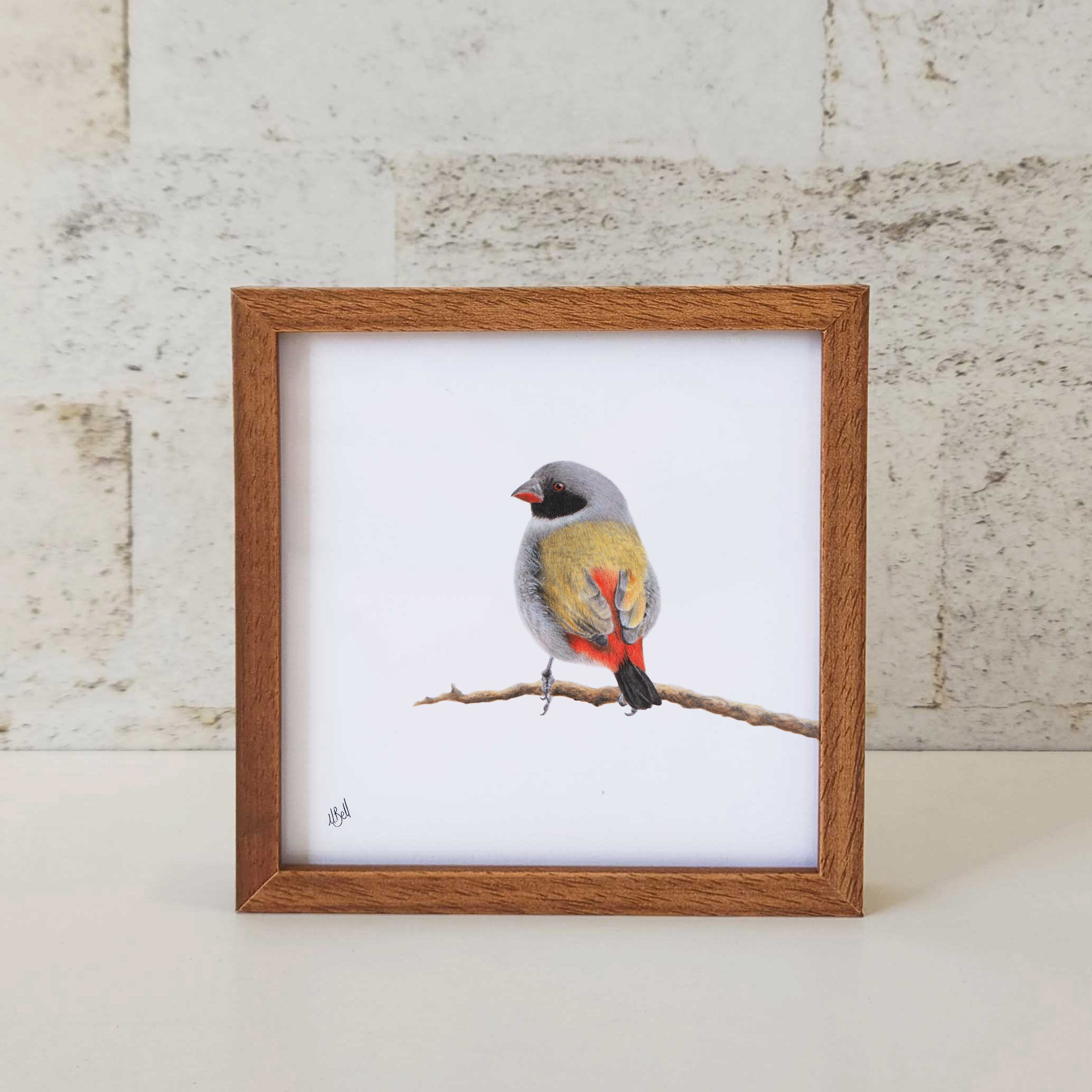 Swee Waxbill pencil drawing art by South African wildlife artist Matthew Bell