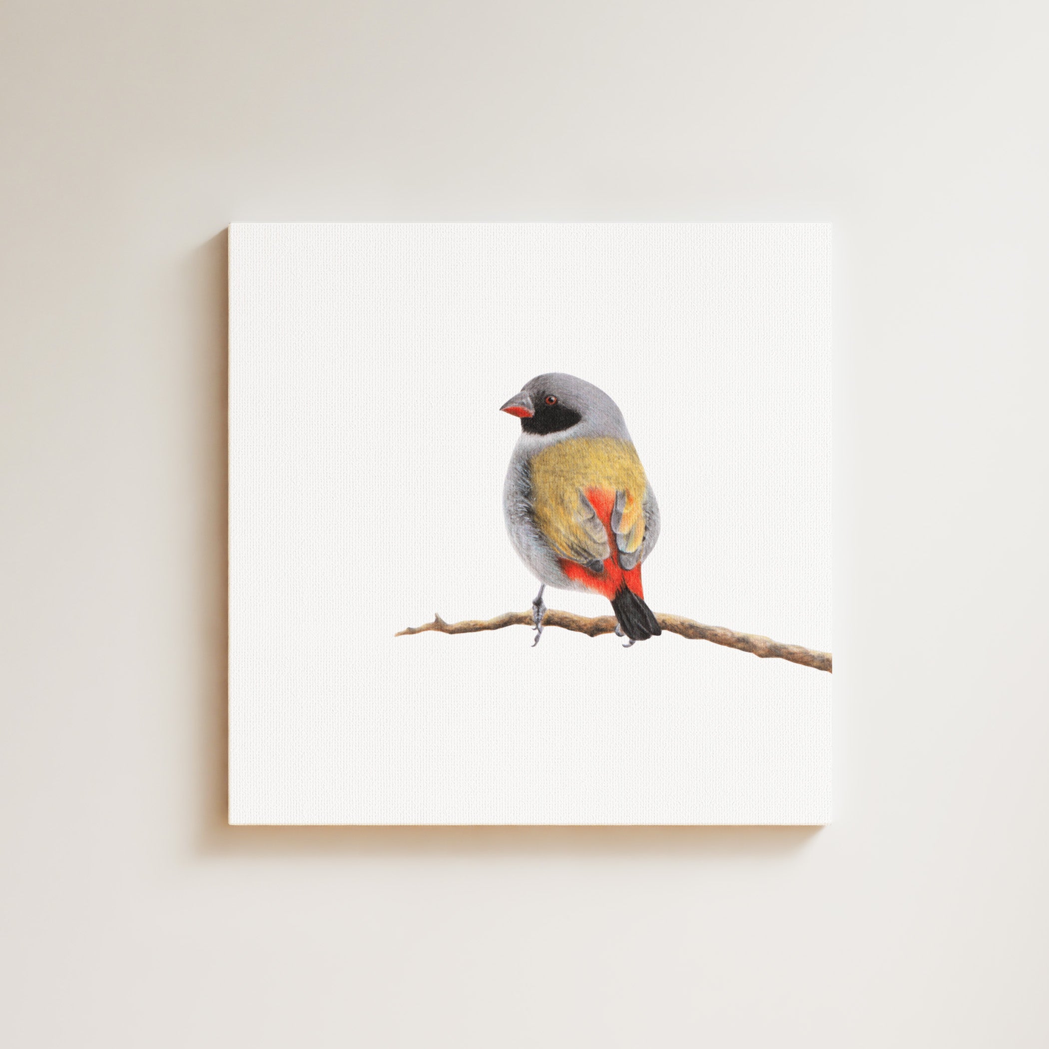 Swee Waxbill drawing on canvas by South African wildlife artist Matthew Bell