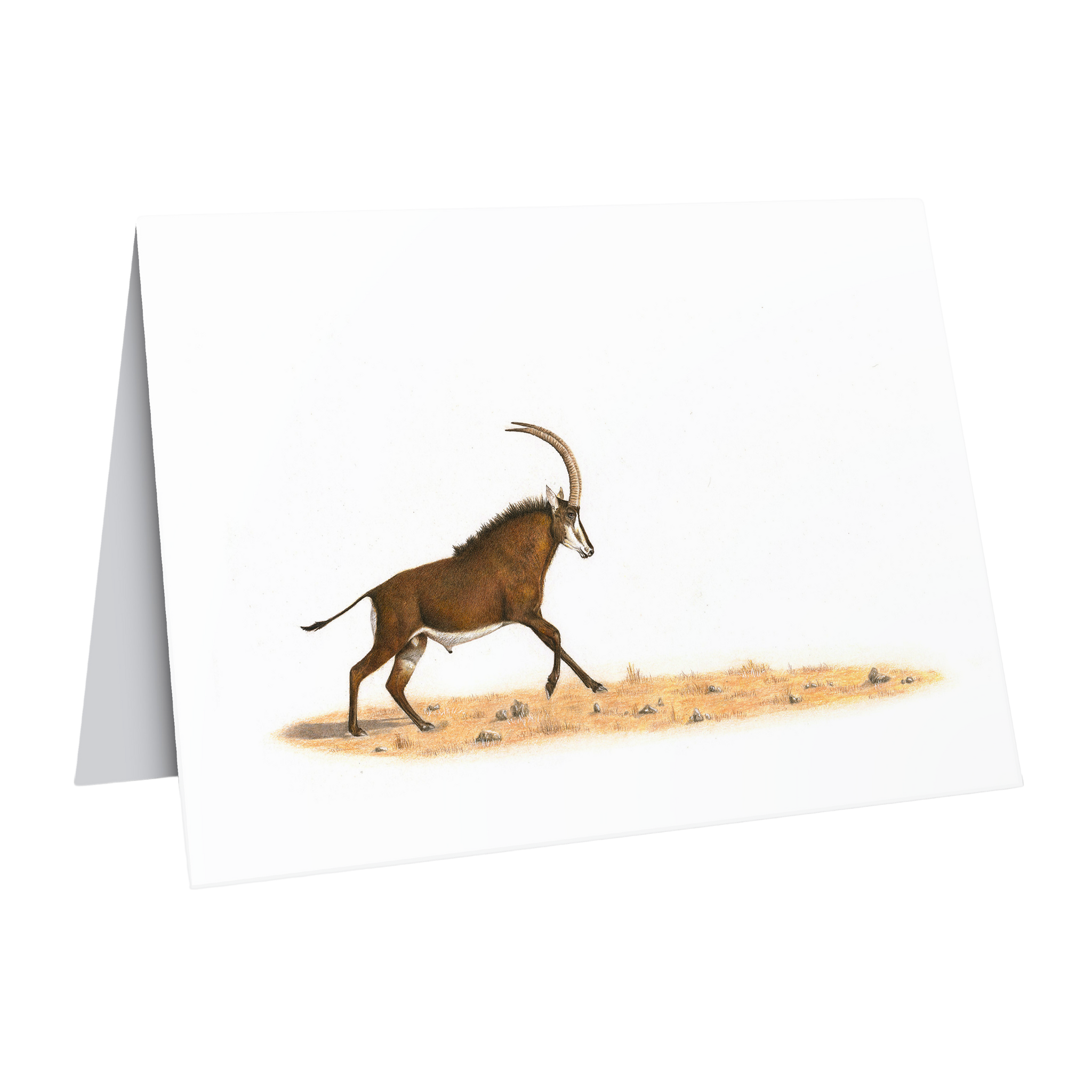 Beautiful fine art South African nature wildlife greeting card of a Sable Antelope