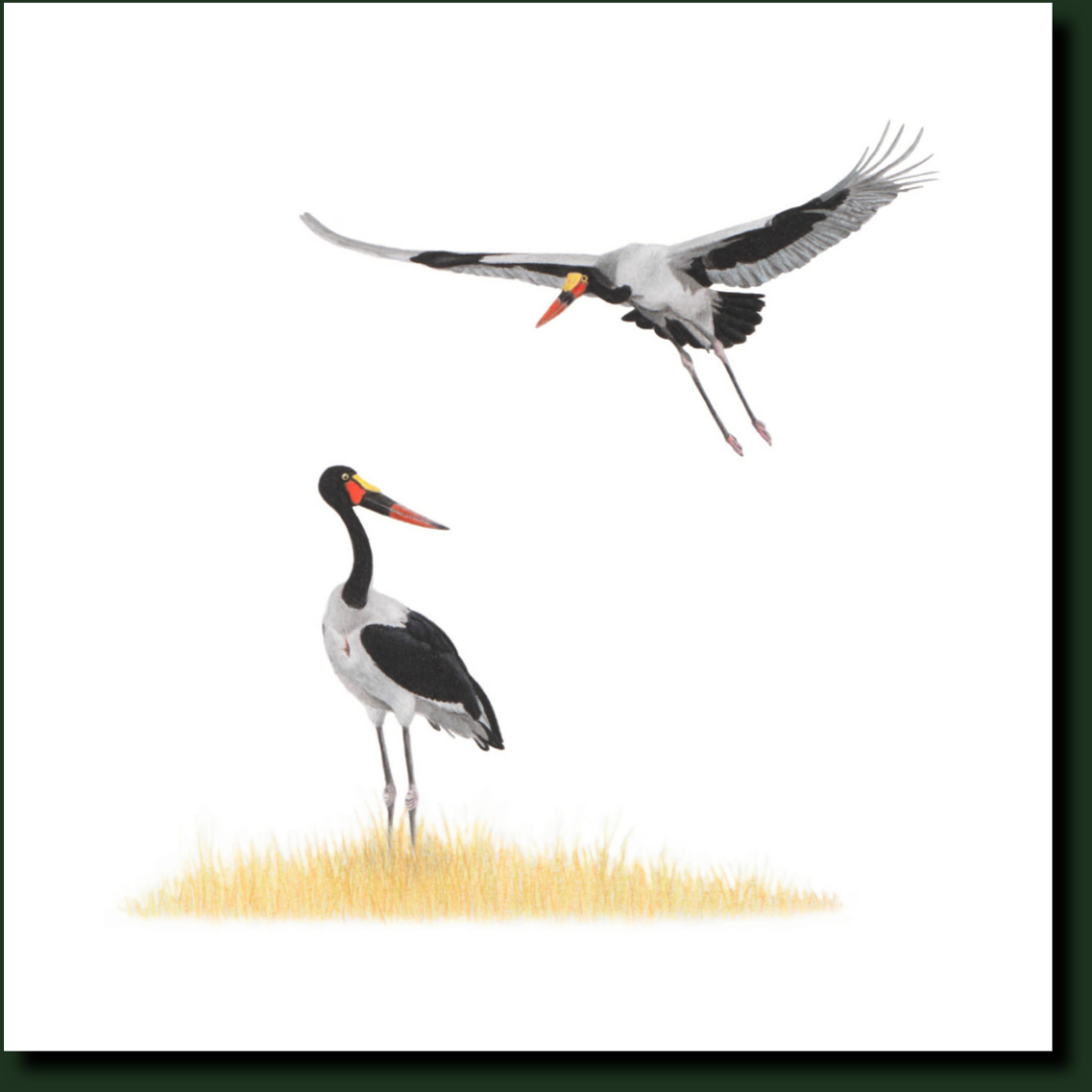 Saddle Billed Storks drawing by Matthew Bell