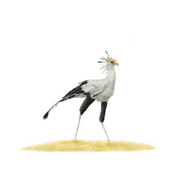 South African bird artwork, pencil drawing by Matthew Bell of a Secretarybird