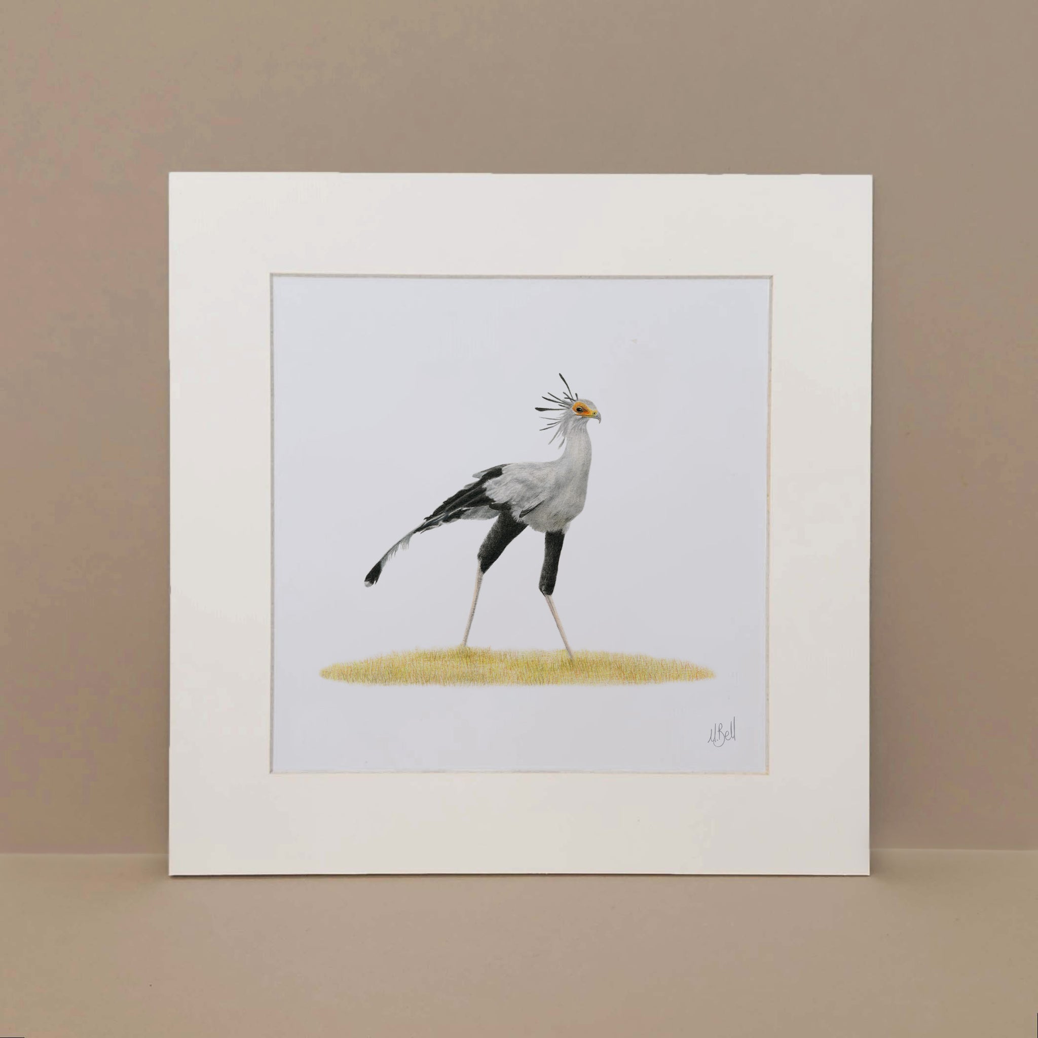 Secretary bird artwork print by wildlife artist Matthew Bell