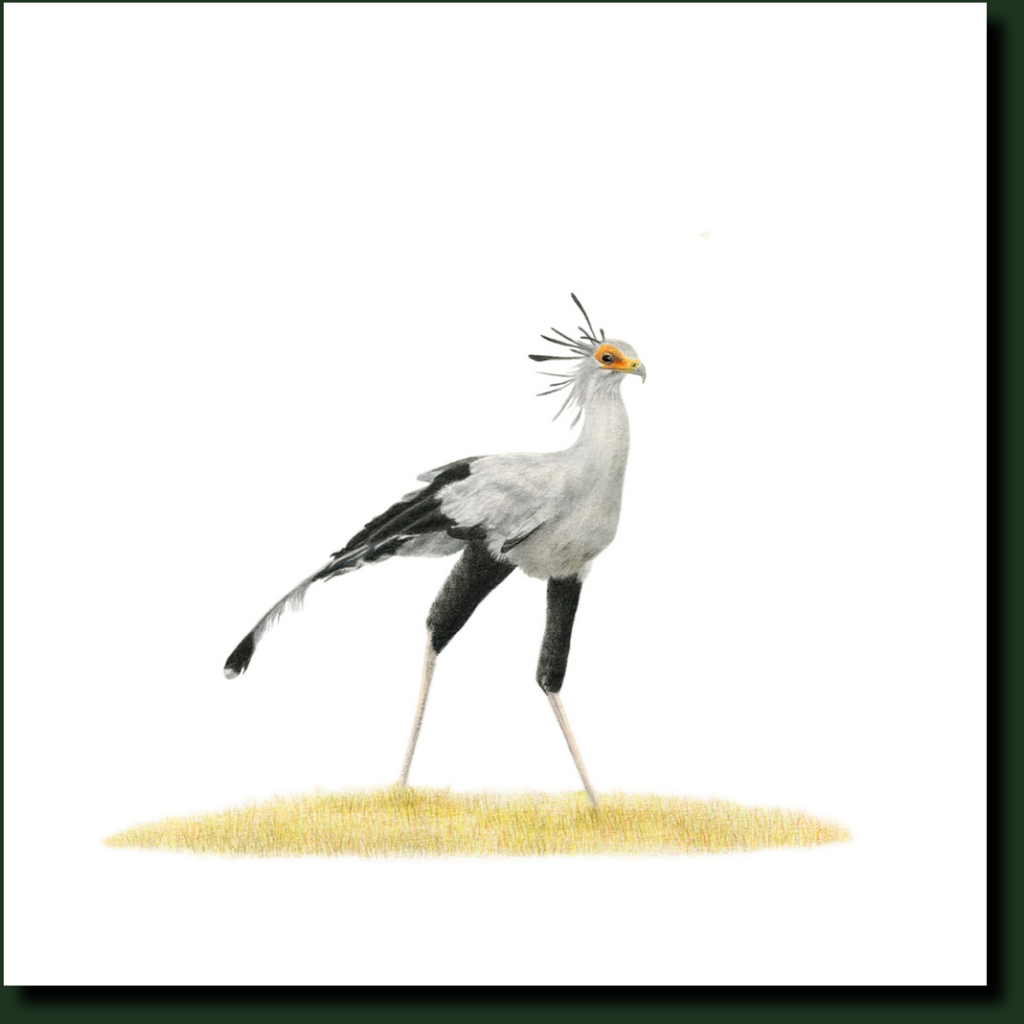 Secretary bird artwork print by wildlife artist Matthew Bell