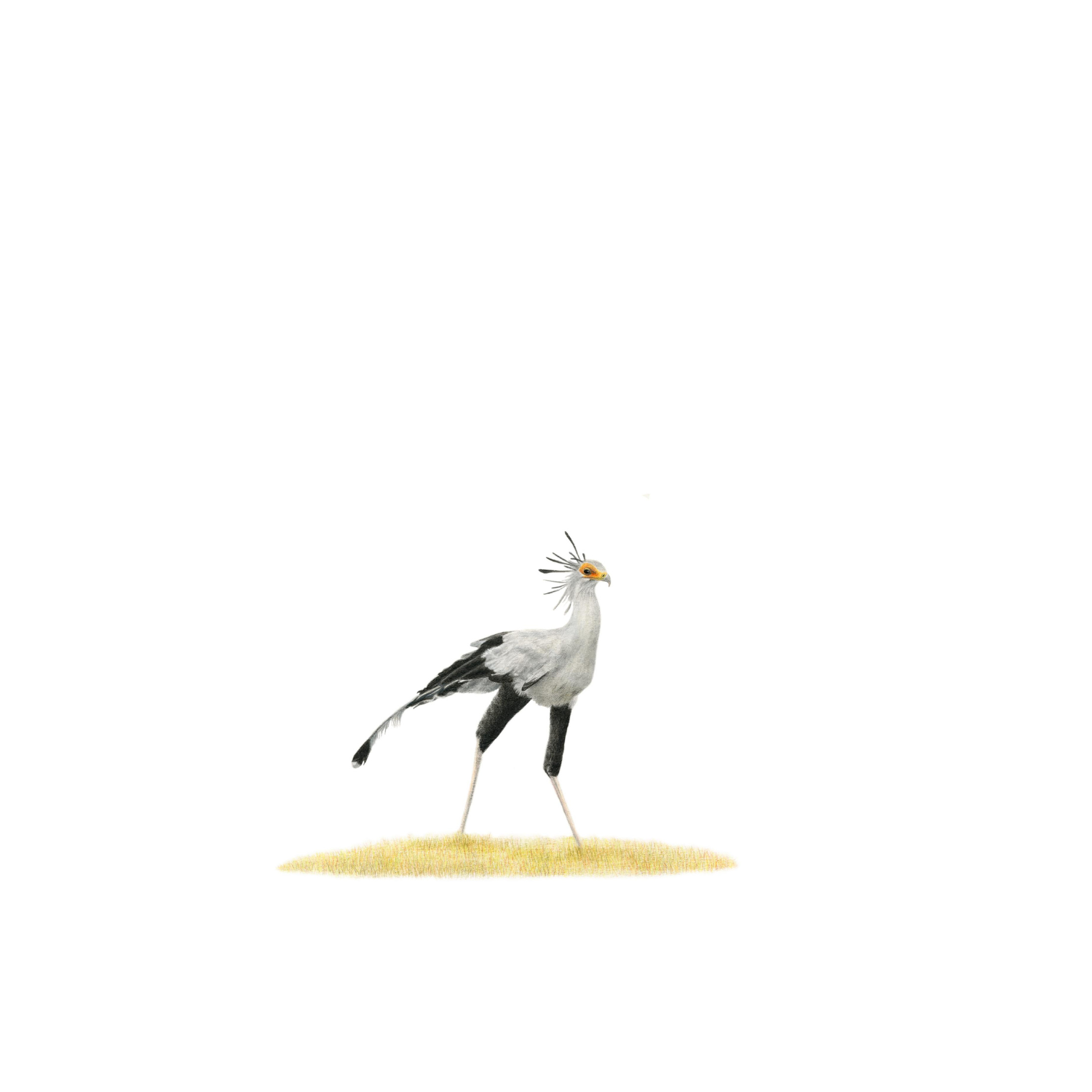 Original wildlife artwork by Matthew Bell of South African secretarybird in the Madikwe Game Reserve