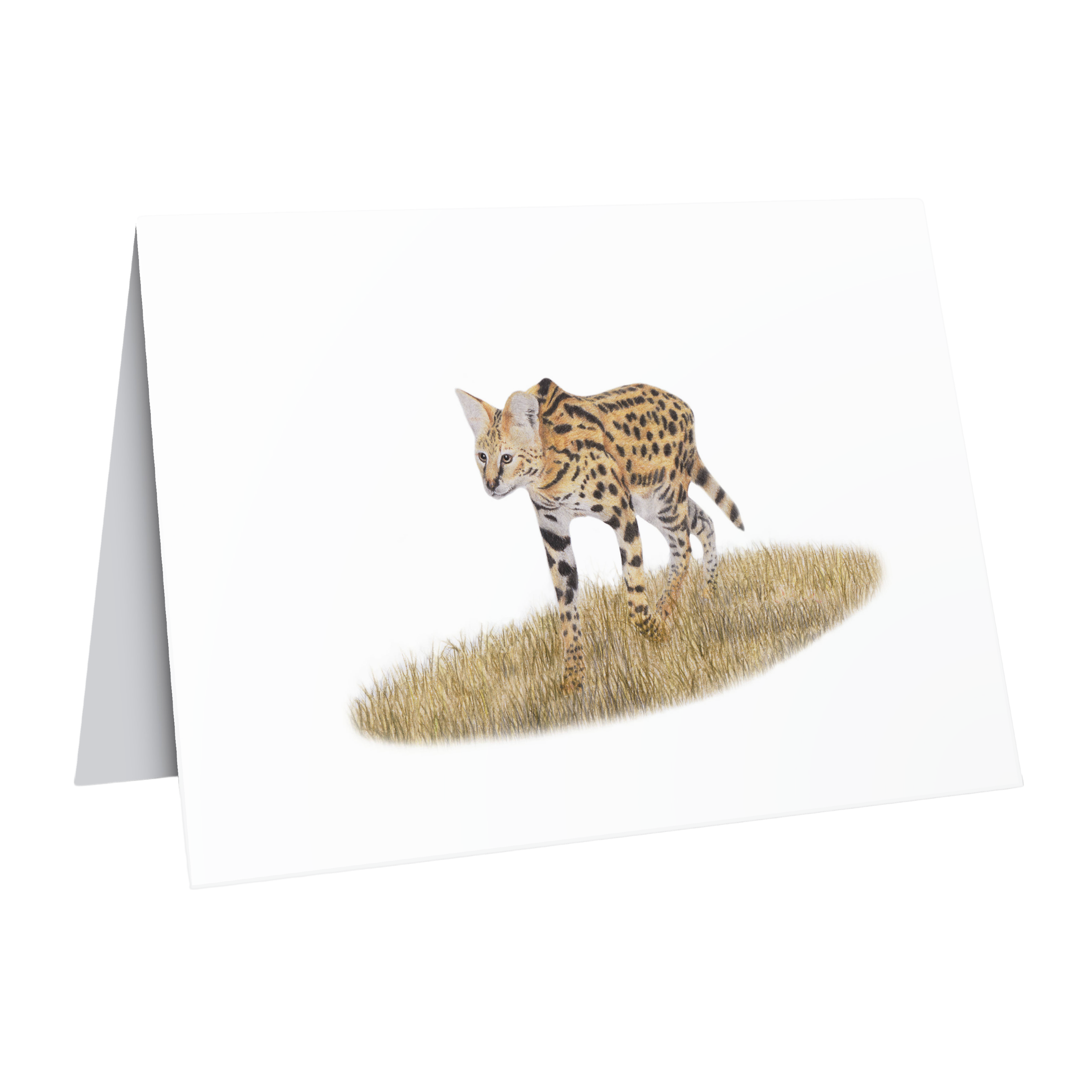 Beautiful fine art South African nature wildlife greeting card of a Serval