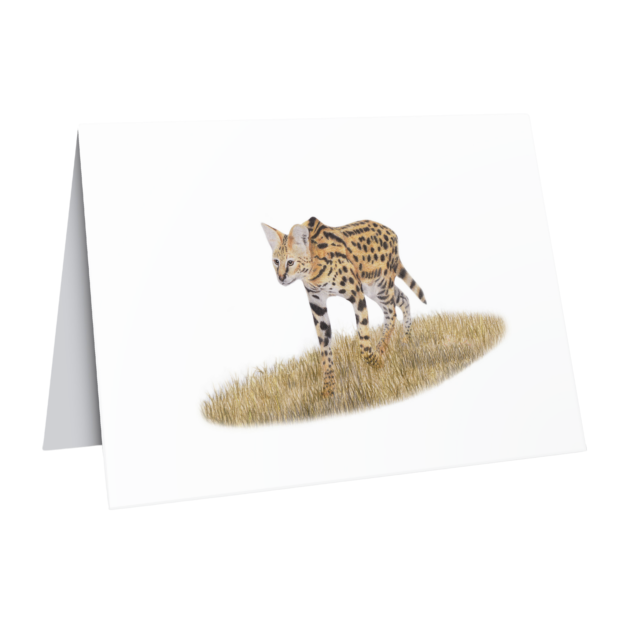 Beautiful fine art South African nature wildlife greeting card of a Serval