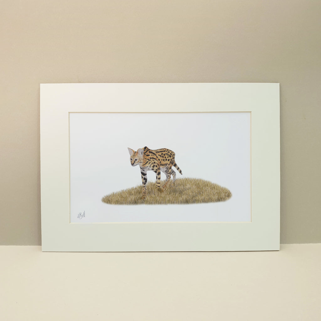 Pencil drawing of a Serval in the Kruger National Park