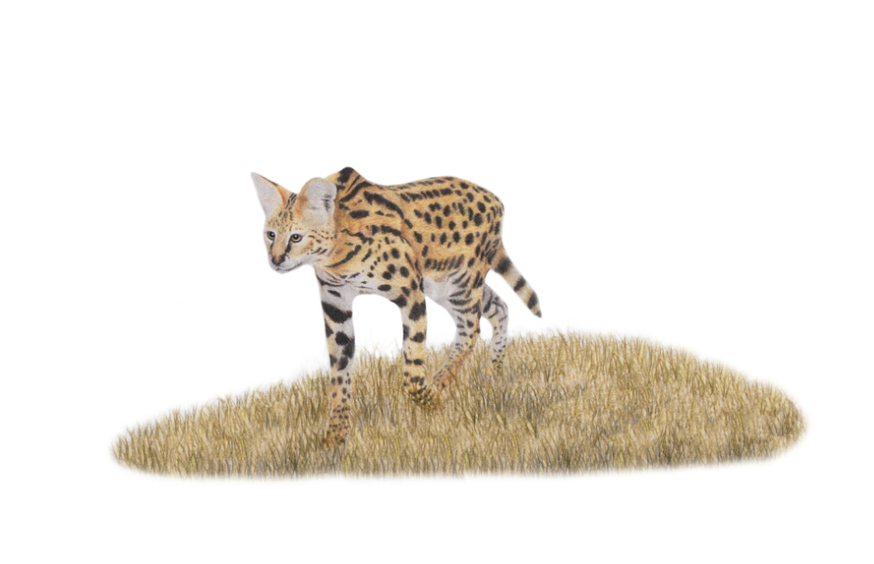 Drawing of a Serval at the Sabi Sands by wildlife artist atthew Bell