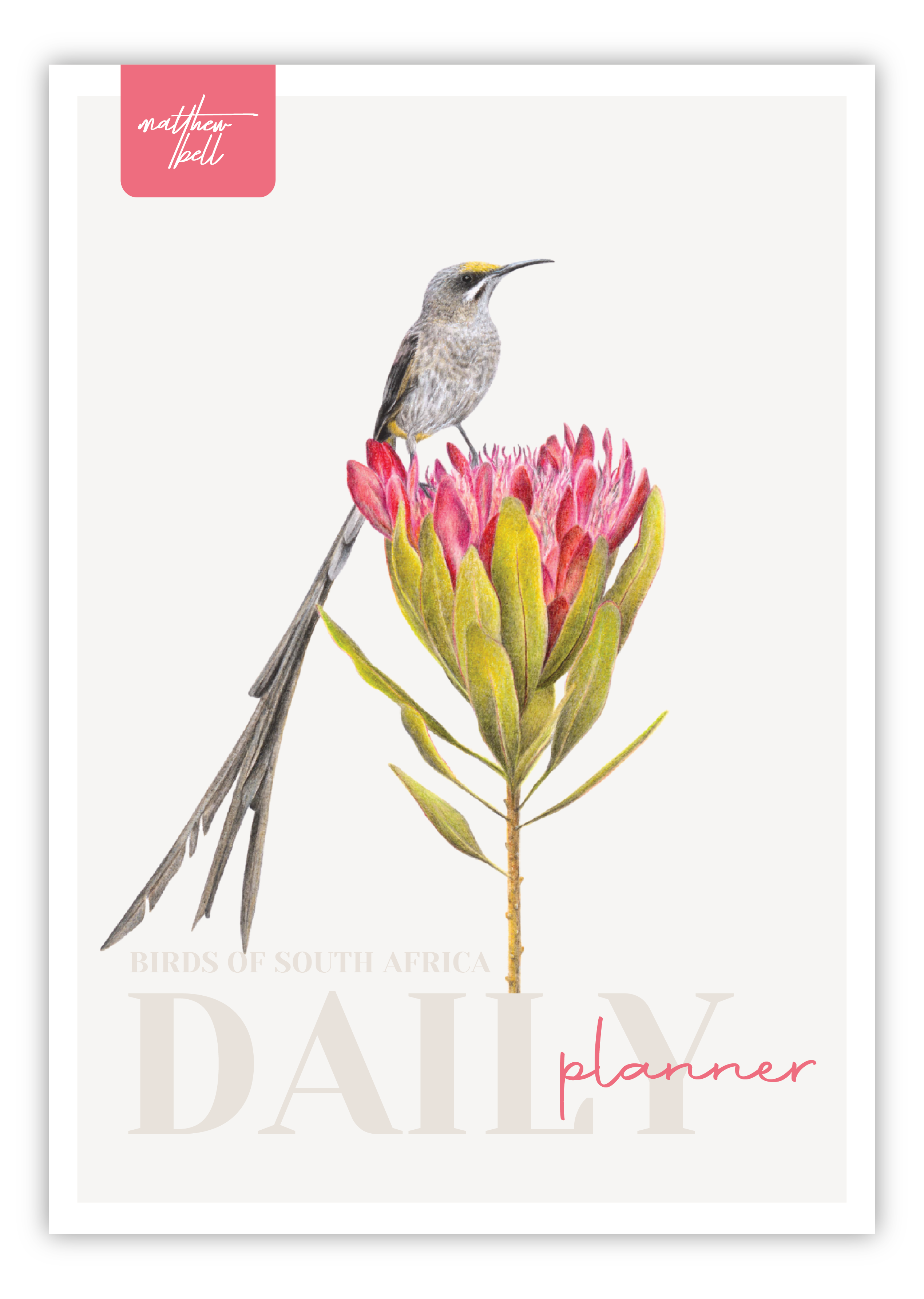 Birds of South Africa Daily planner by South African wildlife artist Matthew Bell - Cape Sugarbird