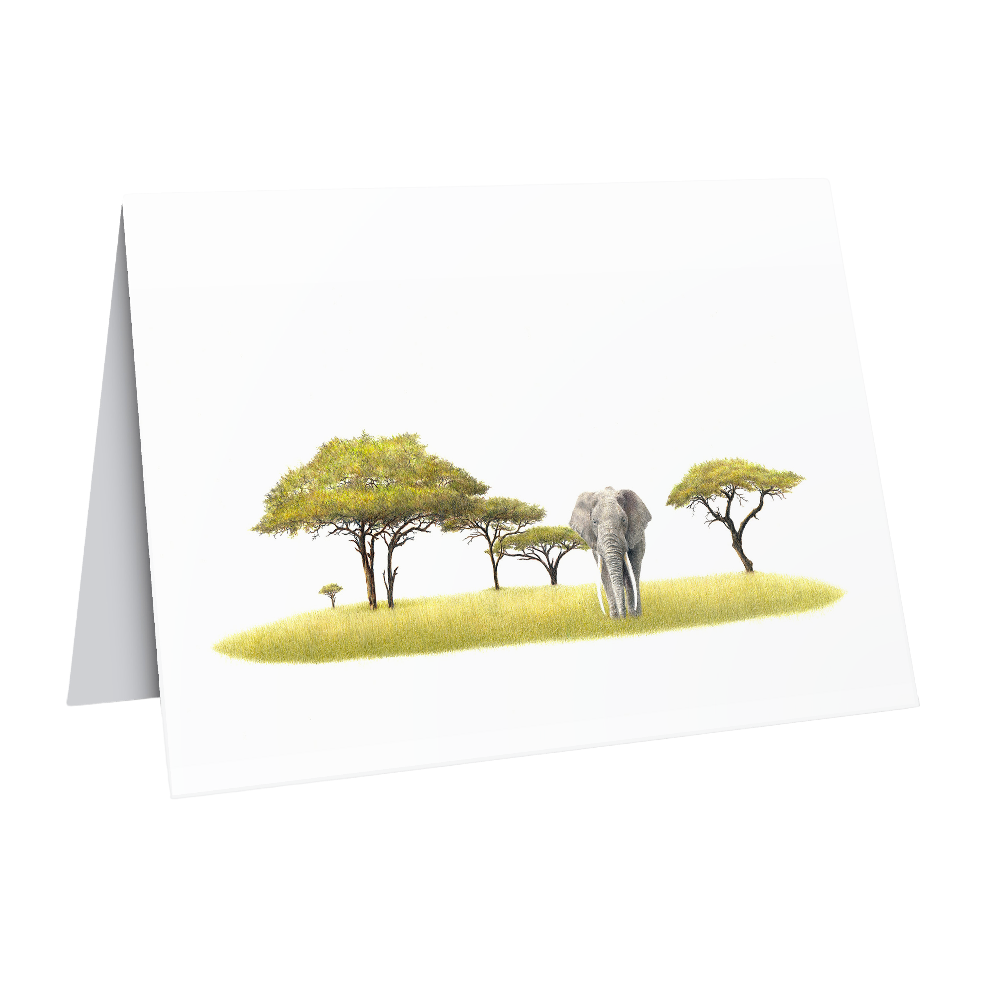 South African wildlife art greeting/gift card featuring an elephant and acacia trees