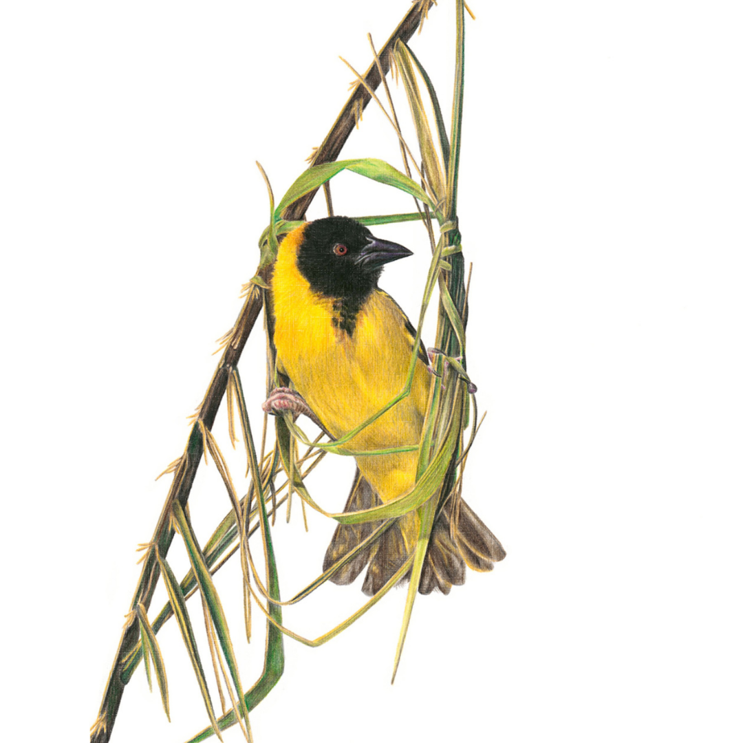 South African bird artwork, pencil drawing by Matthew Bell of a Southern Masked Weaver