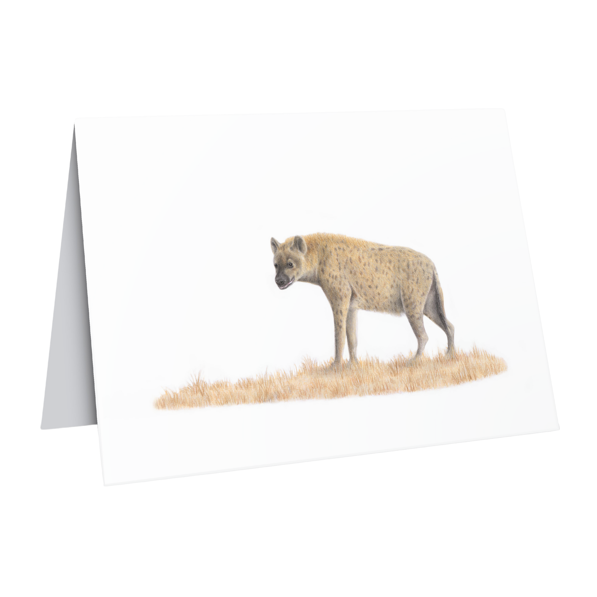 Beautiful fine art South African nature wildlife greeting card of a Spotted Hyena