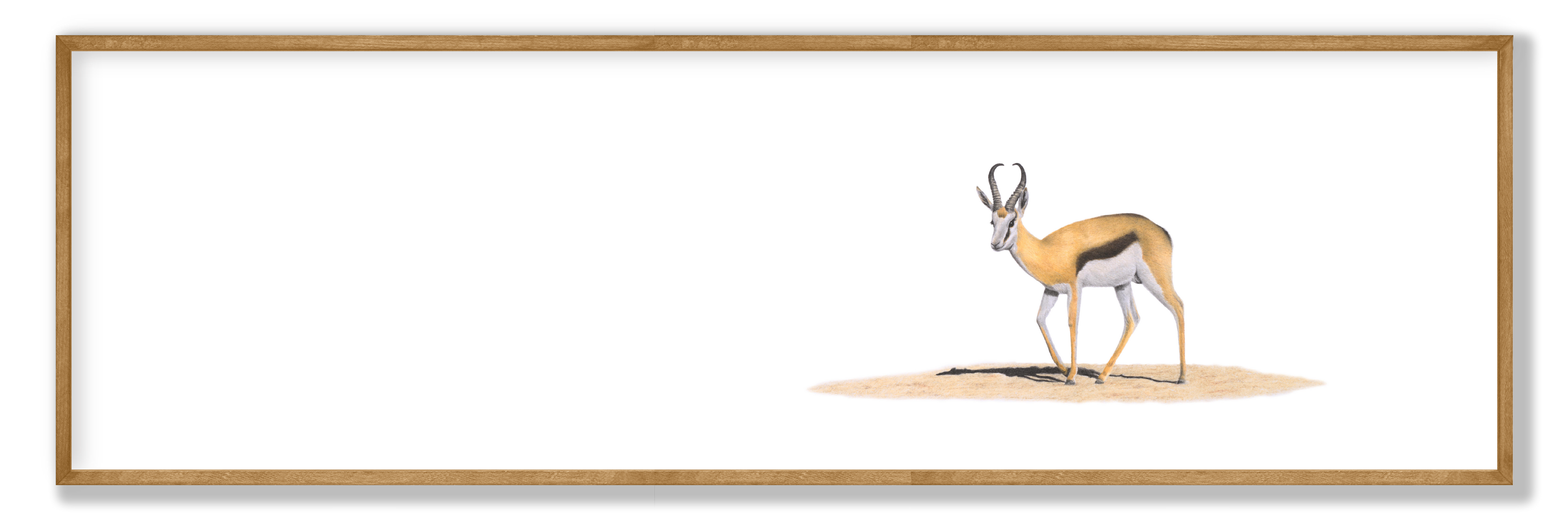 Framed springbok panorama print showcasing beautifully detailed South African wildlife art by Matthew Bell.