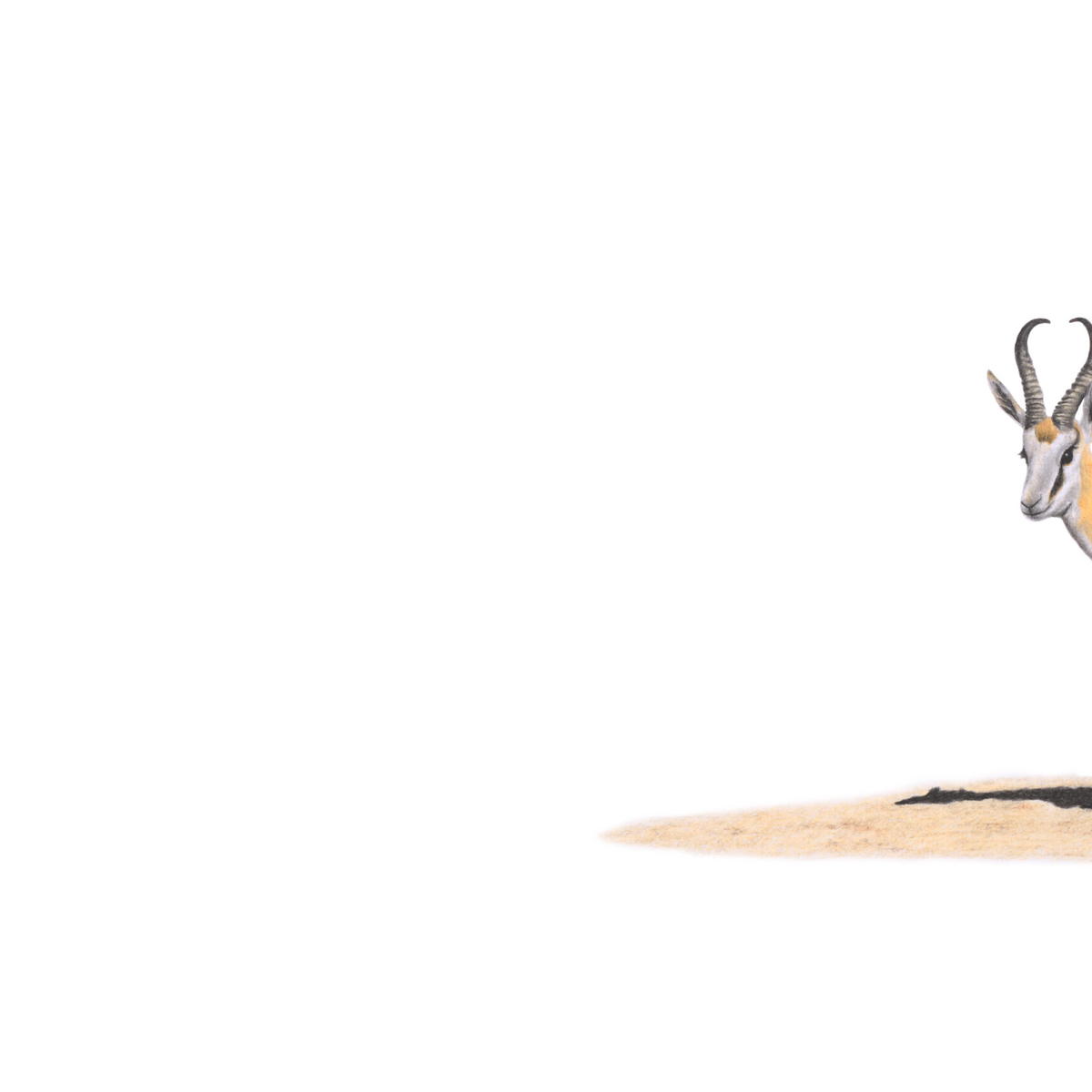 Springbok panoramic wildlife print featuring detailed artwork of South Africa’s iconic national animal.