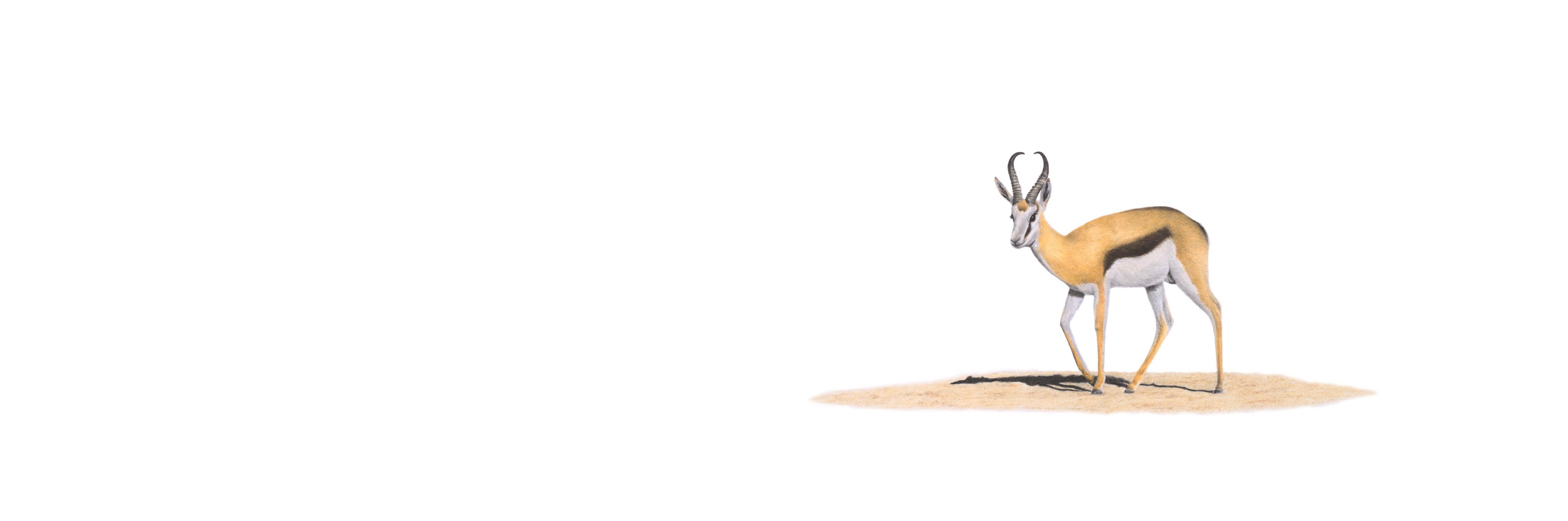 Springbok panoramic wildlife print featuring detailed artwork of South Africa’s iconic national animal.