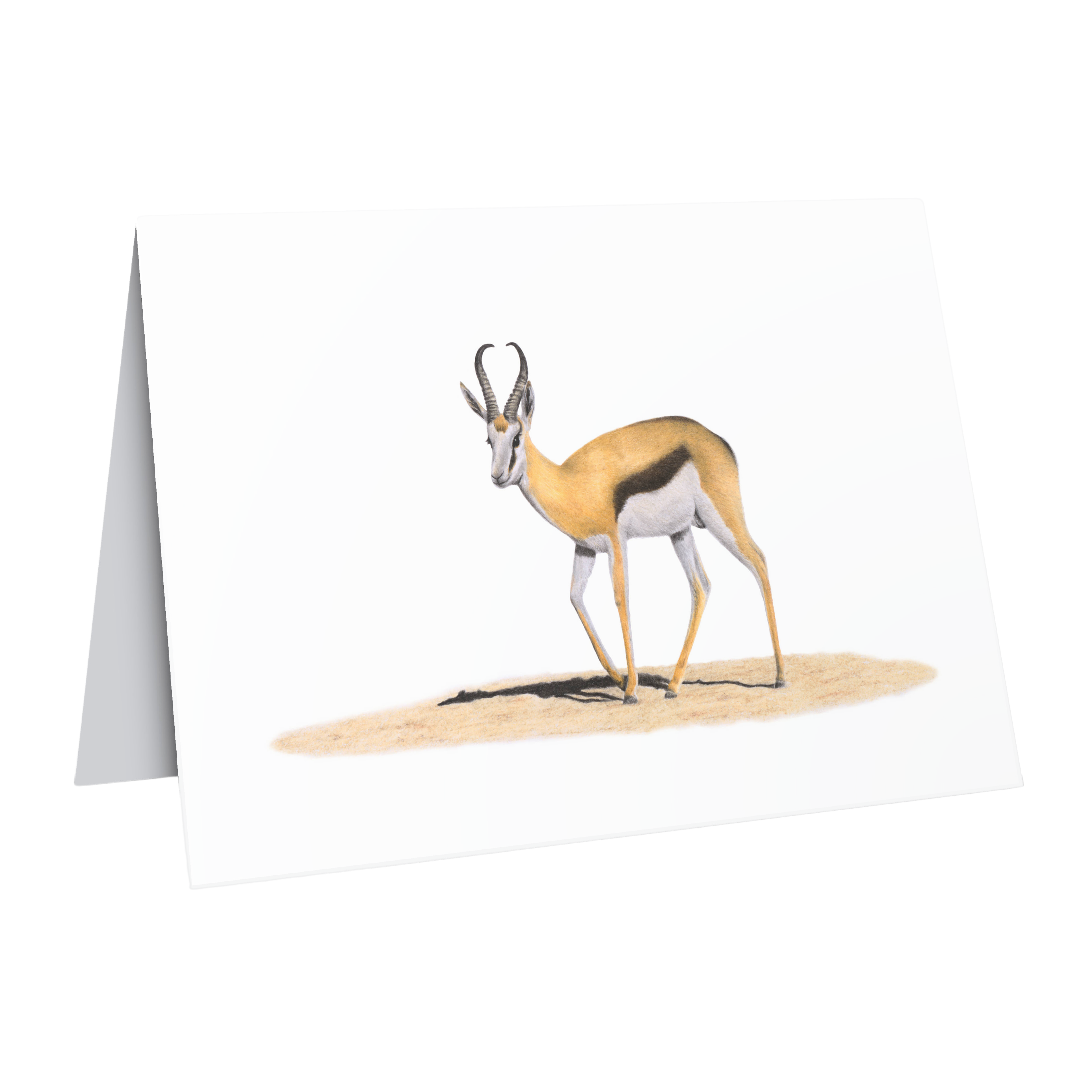 Beautiful fine art South African nature wildlife greeting card of a Springbok