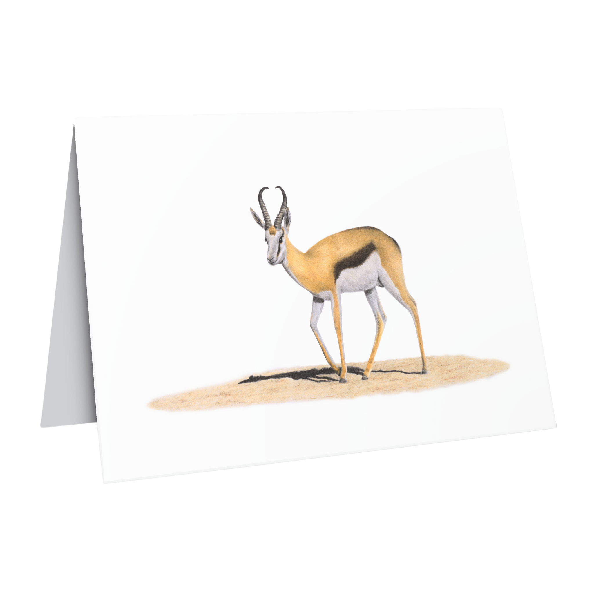 Beautiful fine art South African nature wildlife greeting card of a Springbok