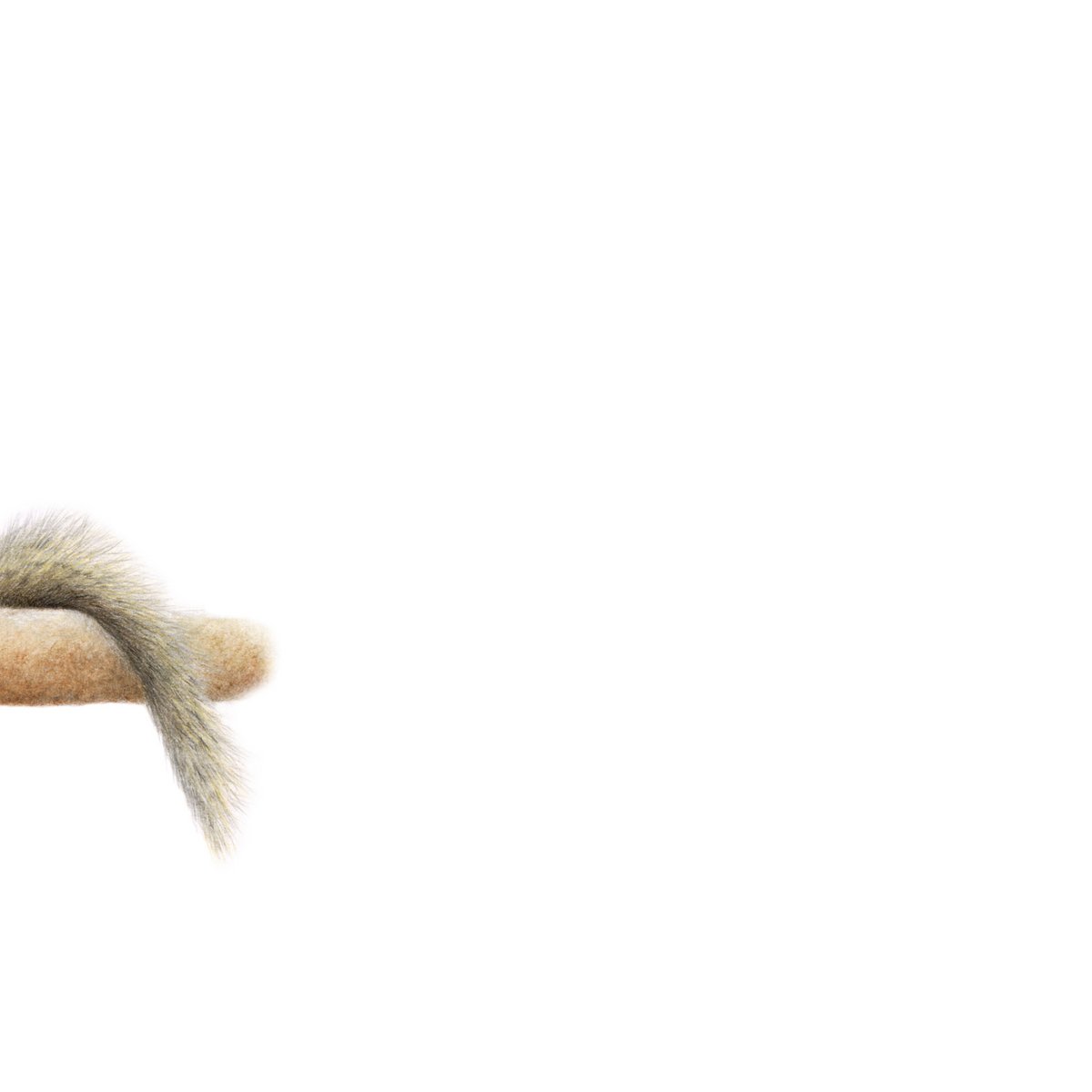 African tree squirrel panoramic wildlife print featuring a detailed nature drawing by Matthew Bell.