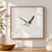 Barn Swallow - BSW