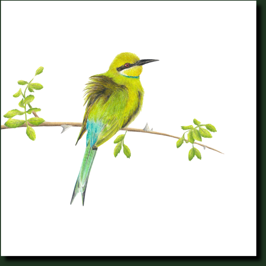 Swallow Tailed Bee Eater pencil artwork by Matthew Bell