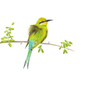 South African bird artwork, pencil drawing by Matthew Bell of a Swallow Tailed Bee Eater