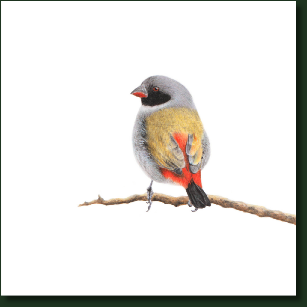 Swee Waxbill bird artwork by Matthew Bell