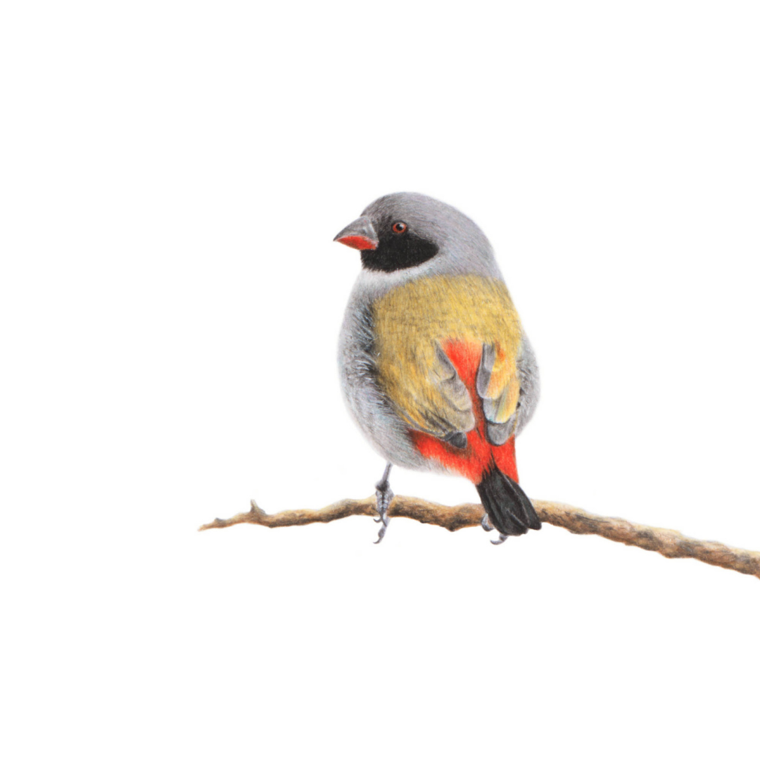 South African bird artwork, pencil drawing by Matthew Bell of a Swee Waxbill