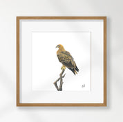 Tawny Eagle - TE