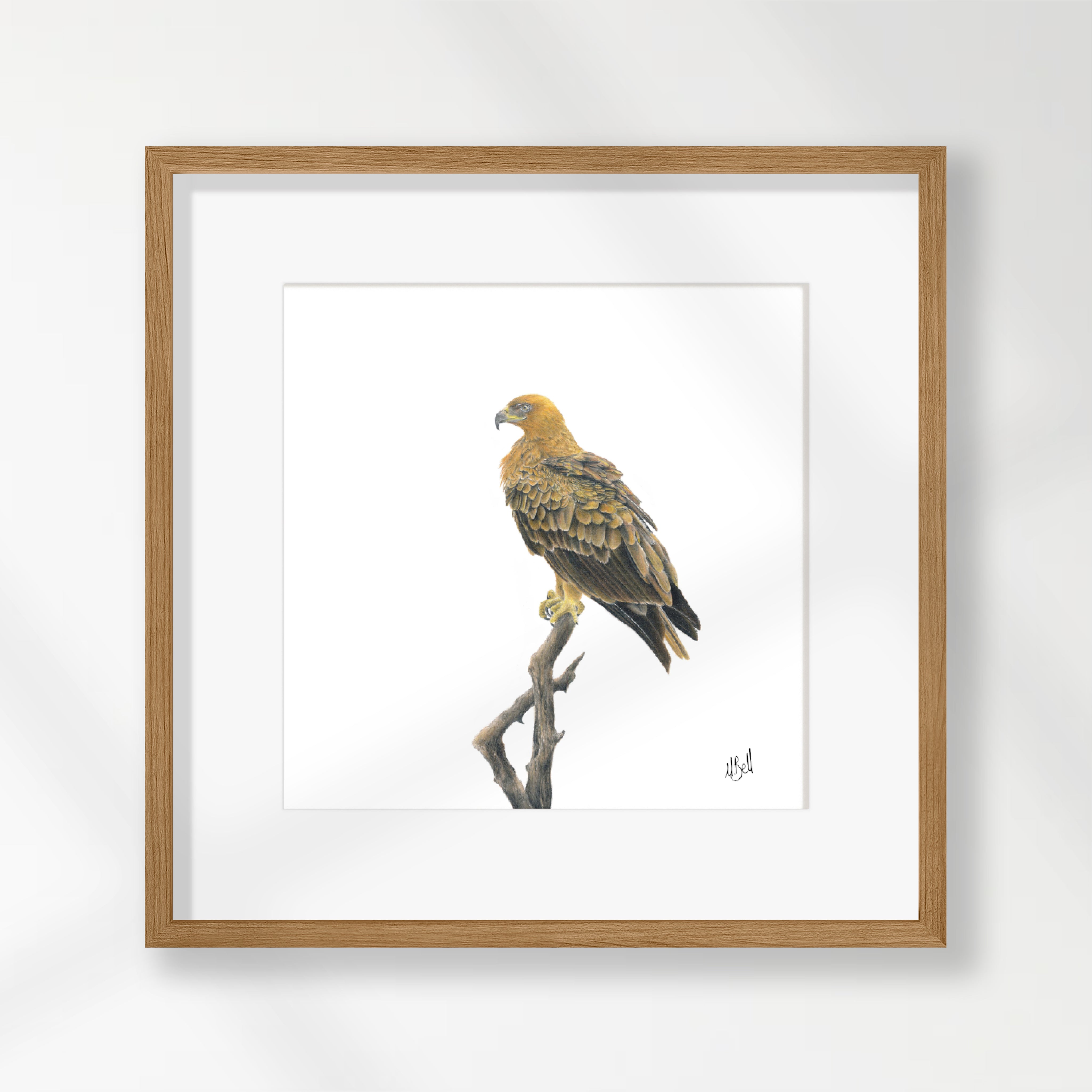 Tawny Eagle - TE